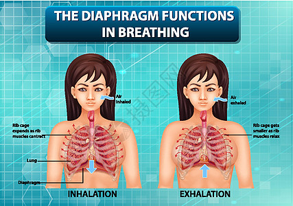 隔膜在呼吸中起作用肌肉插图科学药品教育微生物学生理病理功能图表图片