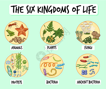 六大国度资料海报菌类教育意义生物信息绘画图表生活插图生物学图片