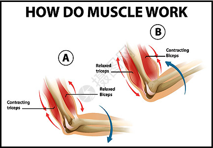 肌肉如何工作的教育海报意义科学艺术卡通片学习绘画插图承包夹子图表图片