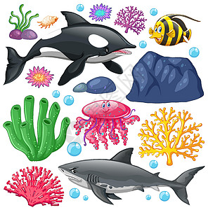 白色背景上的一组海洋生物珊瑚动物插图气泡海洋植物鲨鱼卡通片液体夹子图片