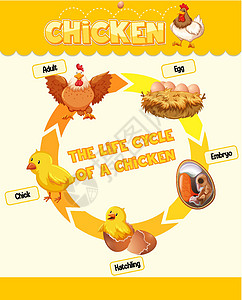 显示 Chicke 生命周期的图表插图绘画羽毛生长环境科学转型夹子卡通片农场图片