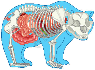 野熊分离物的解剖生活身体生物夹子插图生物学器官生理病理动物群图片