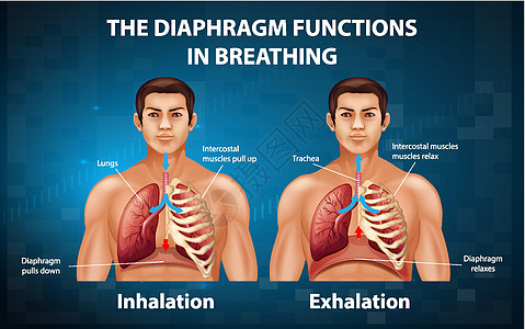 隔膜在呼吸中起作用图表教育信息生物学气管微生物学绘画药品肌肉功能图片