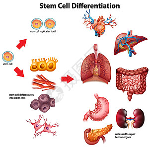 干细胞分化图图片