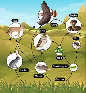 食物链图的生物学教育海报动物群食肉学习意义消费者插图存活动物卡通片剪贴图片