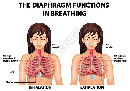 隔膜在呼吸中起作用学习病理插图生理微生物学信息功能肌肉药品绘画图片