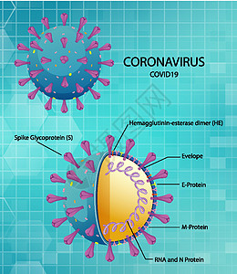 冠状病毒颗粒结构图绘画状况死亡基因组肺炎图表染色体症状粒子疾病图片