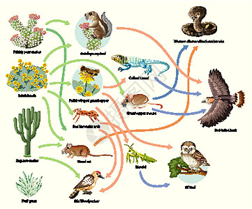 在白色背景上显示动物食物链的图表图片