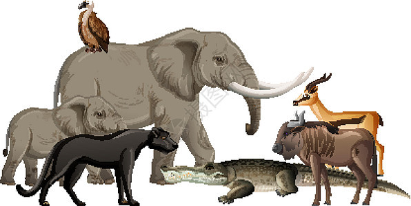白色背景上的一群非洲野生动物动物园荒野狮子环境食肉动物哺乳动物捕食者斑马收藏图片