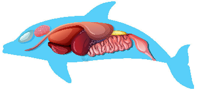 孤立在白色背景上的海豚的内部解剖食管夹子病理动物微生物学生物教育科学生理哺乳动物图片