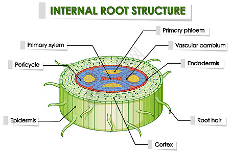 显示内部根结构的图表作用叶子意义插图环境白色生物教育植物科学图片