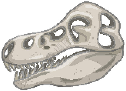 白色背景上的恐龙骨骼头骨图片