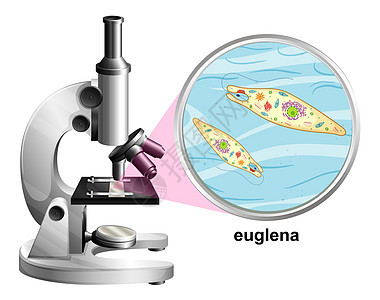 白色背景下眼虫解剖结构的显微镜图片