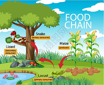 科学食物链图昆虫玉米卡通片教育动物插图图表信息漏洞海报图片