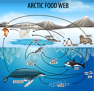 食物网图的生物学教育海报食肉食草图表绘画动物群学习插图浮游存活消费者图片