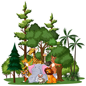 森林白色背景上具有自然元素的野生动物或动物园动物群植物动物卡通片条纹横幅狮子国王插图老虎荒野插画