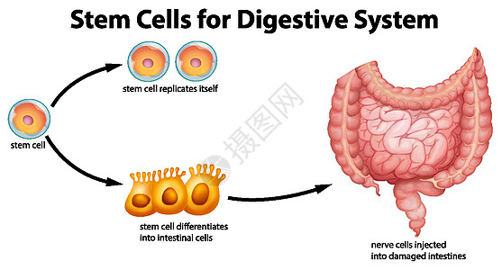 消化系统干细胞图片