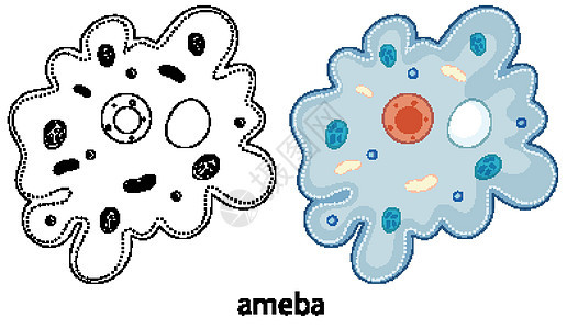 Ameba 的颜色和白色背景上的涂鸦插图教育酵母寄生环境生物学卡通片生物细菌细胞质背景图片