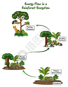 雨林生态系统图中的能量流生活热带荒野动物消费者木头图表科学教育生物图片