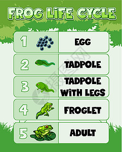 显示 Fro 生命周期的图表生活剪贴生物学习蝌蚪艺术教育两栖成人运输图片