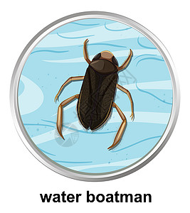 水上船夫的顶视图生物卡通片昆虫植物动物群教育动物漏洞艺术池塘图片