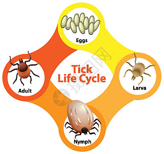 显示 Tic 生命周期的图表高清图片