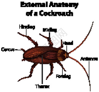 一只蟑螂在白色背景上的外部解剖图片