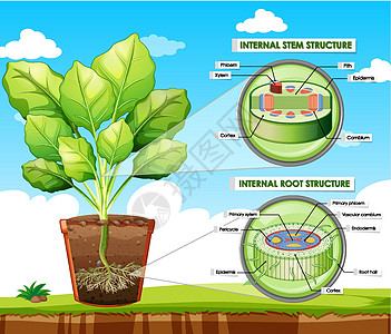 显示茎和根结构的图表生活病理旅行生物解剖学环境艺术插图木质部表皮图片