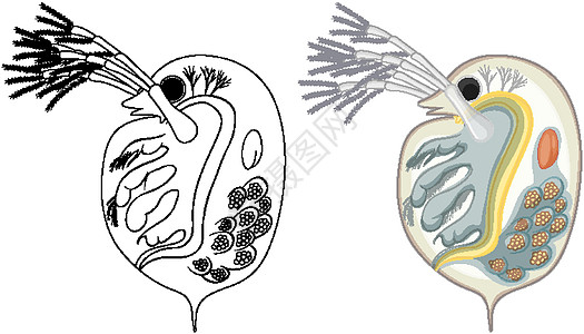 彩色水溞和白色背景上的涂鸦绘画鞭毛环境框架卡通片科学艺术植物细胞生物学图片