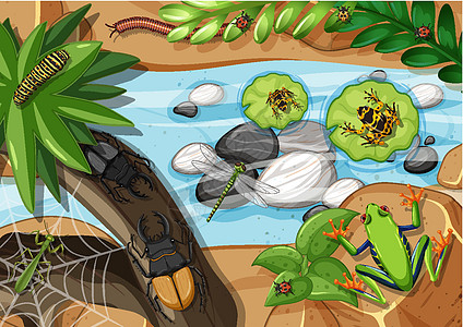 热带雨林中不同类型青蛙的俯视图液体漏洞插图植物场景卵石卡通片动物群动物环境图片