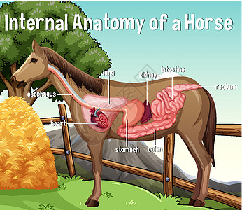 马的内部解剖与标签病理哺乳动物图表绘画生物学卡通片字母微生物学艺术动物学图片