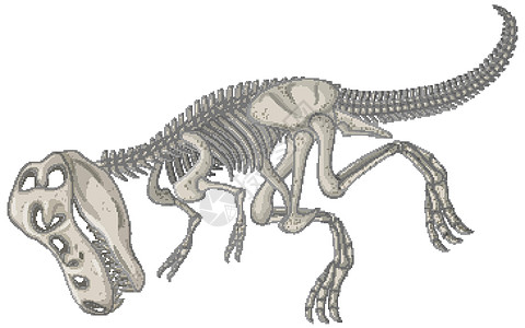 白色背景上的完整恐龙骨架颅骨动物爬虫科学骨骼绘画侏罗纪教育化石石头图片