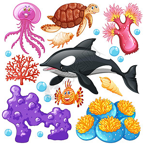 白色背景上的一组海洋生物卡通片植物海洋插图珊瑚动物群贝壳夹子海蜇艺术图片