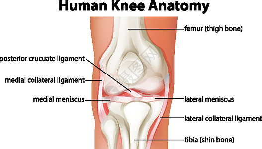 人体膝关节解剖图医疗科学绘画药品生理夹子解剖学卡通片学习病理图片