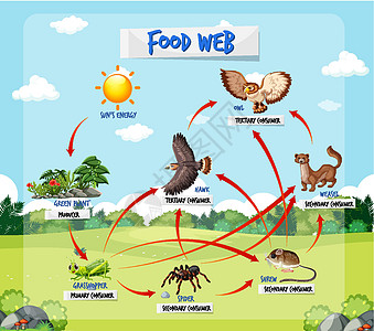 森林背景下的食物链图概念翅膀插图教育科学野生动物生物生物学学习蜘蛛卡通片图片