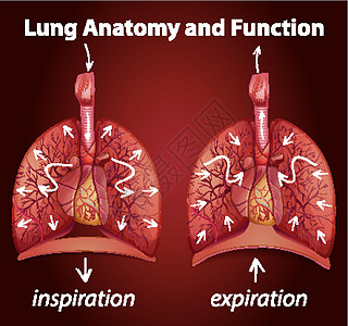 用于教育的肺解剖学和功能卡通片生活生物学生理病理隔膜药品微生物学学习艺术图片