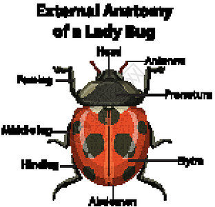 白色背景上瓢虫的外部解剖信息鞘翅插图腹部卡通片解剖学天线甲虫病理科学背景图片