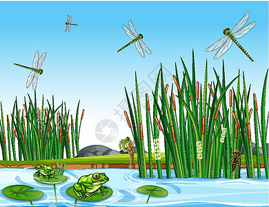 池塘里有许多青蛙和蜻蜓液体丛林漏洞动物群植物生物哺乳动物绘画森林野生动物图片