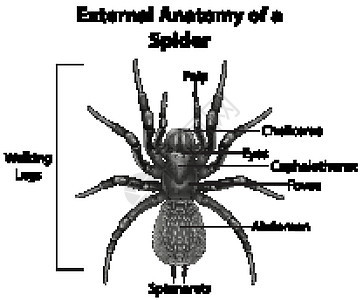 一只蜘蛛在白色背景上的外部解剖插图甲虫生理触诊解剖学丝头信息图表动物群动物图片