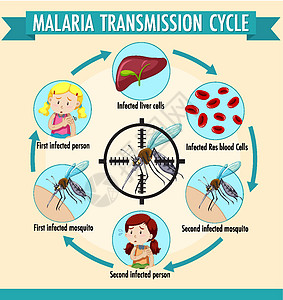 疟疾传播周期信息 infographi发烧动物框架运输安全呕吐病人横幅药品保健图片