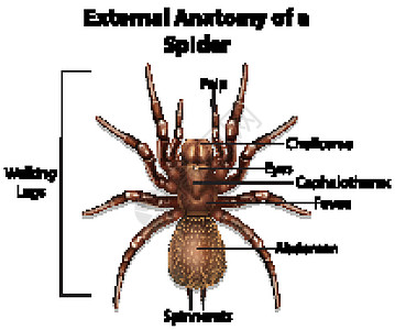 一只蜘蛛在白色背景上的外部解剖腹部病理信息触诊科学动物群生物学生理插图胸部图片
