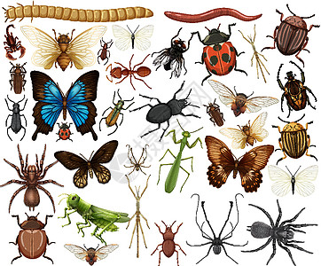 在白色背景上分离的不同昆虫集合团体生物教育蝴蝶蜘蛛图表蜜蜂艺术生物学飞行图片