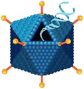 白色背景上的腺病毒结构图邻体卡通片信息图表夹子医疗纤维绘画艺术插图图片