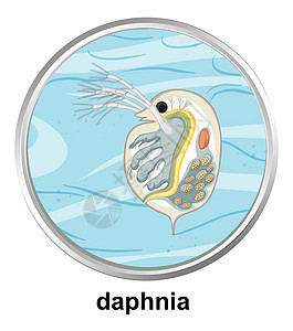 白色背景上水蚤的解剖结构图片