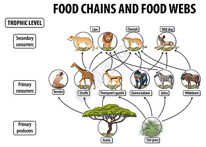 食物网和食物链图的生物学教育海报动物群食草动物剪贴消费者科学学习插图绘画卡通片图片