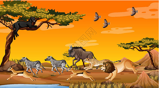 森林场景中的非洲野生动物群环境动物园荒野鬣狗捕食者斑马丛林动物群收藏动物图片