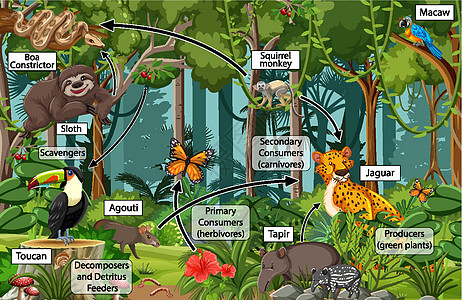显示热带雨林食物网的图表科学森林荒野学习教育动物园插图动物哺乳动物生态图片