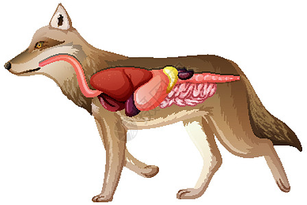 孤立在白色背景上的狼的内部解剖高清图片
