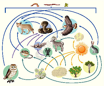 食物链描述了谁在白色背景下在野外吃谁食物环境消费者动物插图剪贴生活科学生物学生物图片