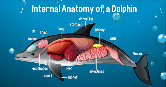 带标签的海豚的内部解剖结构食管动物动物群细胞字母微生物学生物艺术科学图表图片